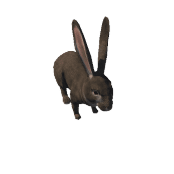 Rabbit Realistic_1